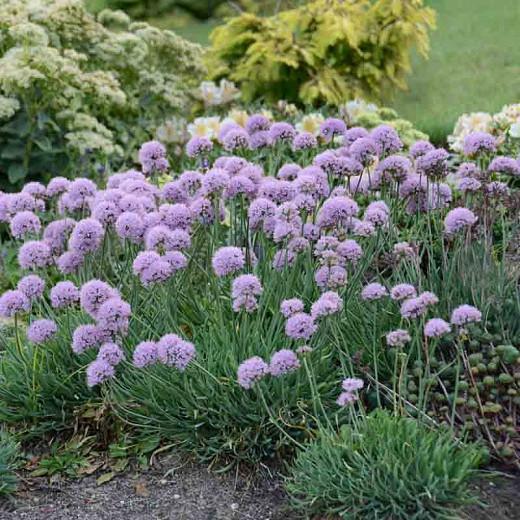 Allium senescens 'Blue Eddy', Allium'Blue Eddy', Ornamental Allium, Purple flowers, Summer Purple Flowers